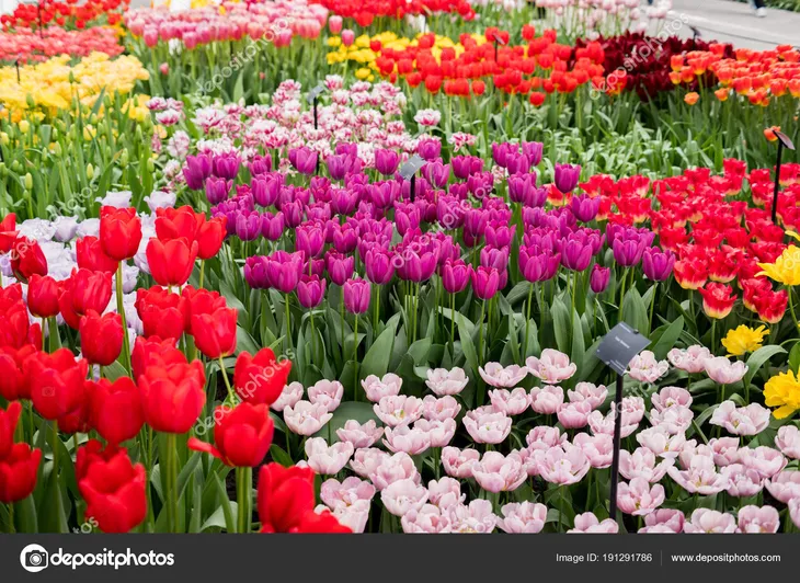 4266 67069 - Çok Güzel Çiçek Fotoğrafları
